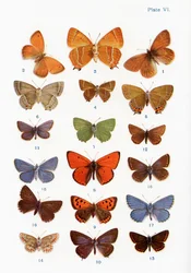Verschiedene Schmetterlingsarten, Illustration aus dem Buch Butterflies, Moths and Other Insects and Creatures of the Countryside, veröffentlicht 1927